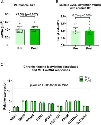 Resistance training in humans and mechanical overload in rodents do not elevate muscle protein lactylation